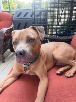 Roman -  Pit Bull Terrier and Staffordshire Bull Terrier Dog for Adoption - Roman | PetCurious