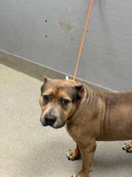 Rescue American Bulldog and Mixed Breed Dogs for Adoption in Las Vegas, Nevada - SAFARI | PetCurious