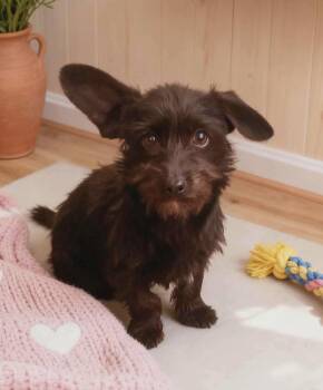 Scottish Terrier and Terrier Dogs Available for Adoption - Nellie | PetCurious