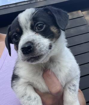 TUCK -  Terrier Dog for Adoption in Los Angeles, California - TUCK | PetCurious
