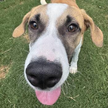 Glenn -  Hound Dog for Adoption in Charlotte, North Carolina - Glenn | PetCurious