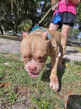 Judge Judy -  American Bulldog Dog for Adoption in Lakeland, Florida - Judge Judy | PetCurious