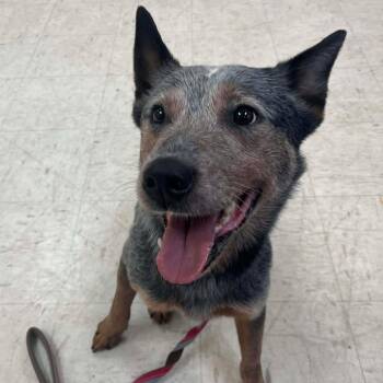 Australian Cattle Dog Blue Heeler Dogs Available for Adoption - Dio | PetCurious