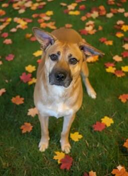 Rescue Shepherd and Mixed Breed Dogs for Adoption in Bowling Green, Kentucky - Star | PetCurious