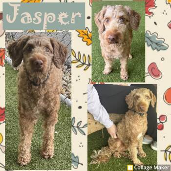 Jasper -  Miniature Poodle Dog for Adoption in Clearfield, Pennsylvania - Jasper | PetCurious