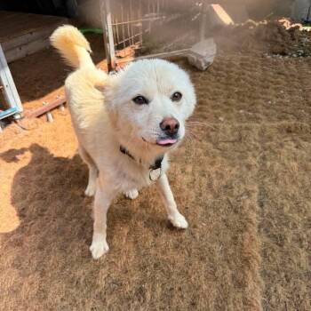 Dada HW+ -  Jindo Dog for Adoption in Northbrook, Illinois - Dada HW+ | PetCurious
