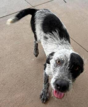 Storm -  Mixed Breed Dog for Adoption in Lampasas, Texas - Storm | PetCurious
