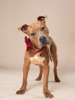 Taelor -  Mixed Breed Dog for Adoption in Atlanta, Georgia - Taelor | PetCurious