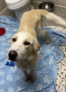 Labrador Retriever and Mixed Breed Dogs Available for Adoption in Saint Clairsville, Ohio - Boomer | PetCurious