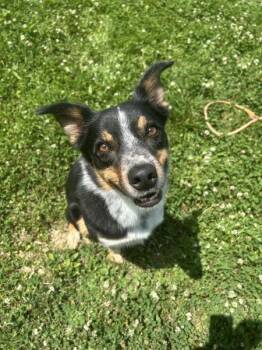 Atlas -  Border Collie Dog for Adoption in Osage Beach, Missouri - Atlas | PetCurious
