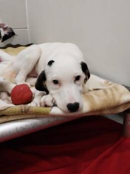 Eevee -  Cattle Dog and Mixed Breed Dog for Adoption in Beatrice, Nebraska - Eevee | PetCurious
