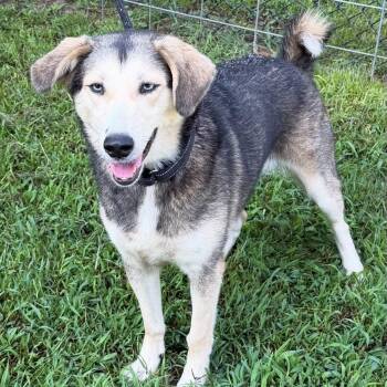 CALLY - Needs a Foster or Adopter -  Husky Dog for Adoption in Largo, Florida - CALLY - Needs A Foster Or Adopter | PetCurious