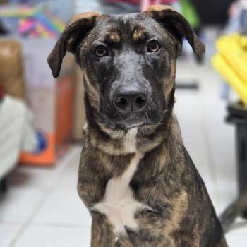 German Shepherd Dog and Belgian Shepherd Malinois Dogs Available for Adoption in Savannah, Georgia - Myla | PetCurious