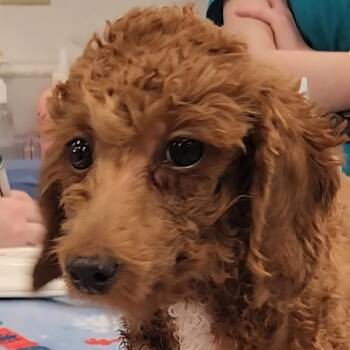 Miniature Poodle Dogs Available for Adoption - TASHA | PetCurious