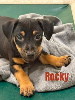 Rocky- in a foster home -  Terrier and Hound Dog for Adoption in South Bend, Indiana - Rocky- In A Foster Home | PetCurious