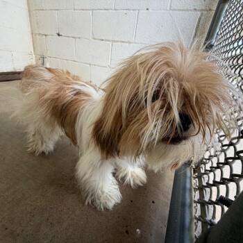 Ms. Frizzle -  Shih Tzu Dog for Adoption in Edinburg, Texas - Ms. Frizzle | PetCurious