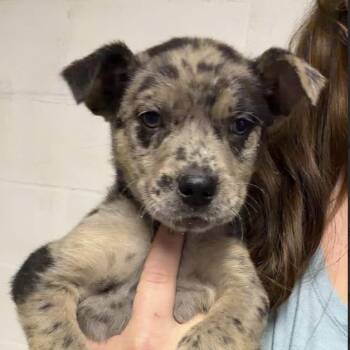 Moose -  Mixed Breed Dog for Adoption in Monticello, Minnesota - Moose | PetCurious