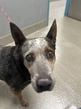 Rescue Australian Cattle Dog Blue Heeler Dogs for Adoption in Las Vegas, Nevada - GLADYSS | PetCurious