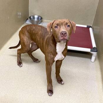 Woody -  Pit Bull Terrier Dog for Adoption in Monroe, Georgia - Woody | PetCurious