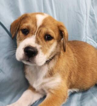 Foxley -  Shepherd Dog for Adoption in Thief River Falls, Minnesota - Foxley | PetCurious