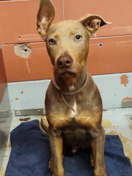 Doberman Pinscher and Mixed Breed Dogs Available for Adoption in Houston, Texas - SNIKERS | PetCurious