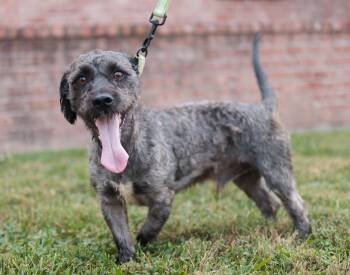 Rescue Miniature Poodle and Mixed Breed Dogs for Adoption in Gradyville, Kentucky - Archer | PetCurious