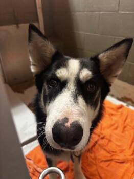 Skeeter -  Husky Dog for Adoption in Rockport, Texas - Skeeter | PetCurious