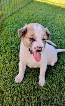 Juniper -  Australian Cattle Dog Blue Heeler and Mixed Breed Dog for Adoption in Evergreen, Colorado - Juniper | PetCurious