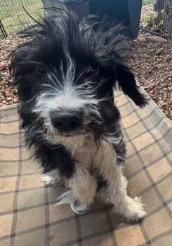 Licorice -  Poodle Dog for Adoption in Kiowa, Oklahoma - Licorice | PetCurious