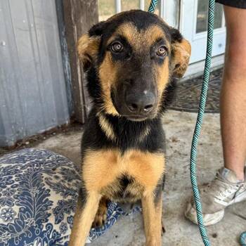 Bloodhound and German Shepherd Dog Dogs Available for Adoption - Fairy Cake | PetCurious