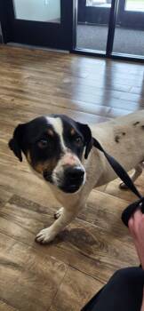 Jack Russell Terrier Dogs Available for Adoption in Van Wert, Ohio - Turbo | PetCurious