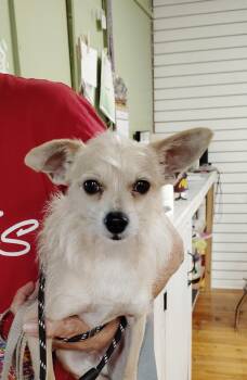 Koko -  Cairn Terrier and Chihuahua Dog for Adoption in Garland, Texas - Koko | PetCurious
