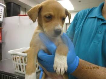 LOLA JEAN -  Terrier and Mixed Breed Dog for Adoption in Oklahoma City, Oklahoma - LOLA JEAN | PetCurious