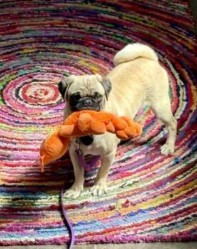 Dale -  Pug Dog for Adoption in Bothell, Washington - Dale | PetCurious