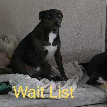 Blue -  Australian Cattle Dog Blue Heeler and Jack Russell Terrier Dog for Adoption in Livingston, Texas - Blue | PetCurious