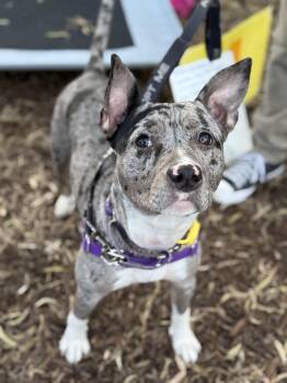 Catahoula Leopard Dog and Pit Bull Terrier Dogs Available for Adoption - Patti | PetCurious