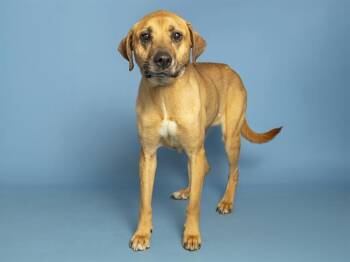 Pit Bull Terrier Dogs Available for Adoption in Phoenix, Arizona - BUNNY | PetCurious