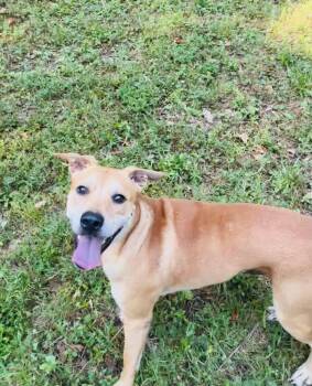 Rescue Mixed Breed Dogs for Adoption in Rogers, Arkansas - Harry | PetCurious