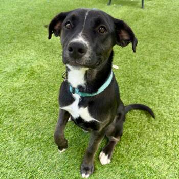 Labrador Retriever Dogs Available for Adoption in Agoura Hills, California - Leo | PetCurious