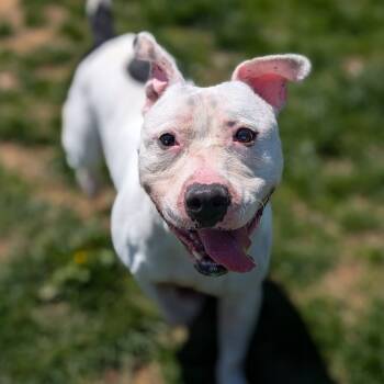 Rescue Terrier Dogs for Adoption in Waynesboro, Pennsylvania - Wade | PetCurious