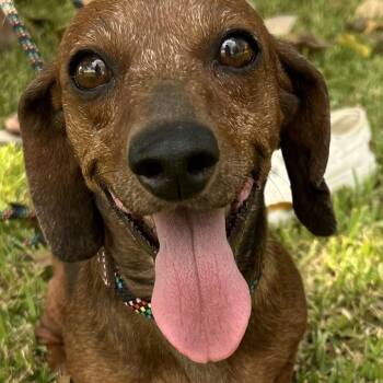 Belle -  Dachshund Dog for Adoption in Comanche, Texas - Belle | PetCurious