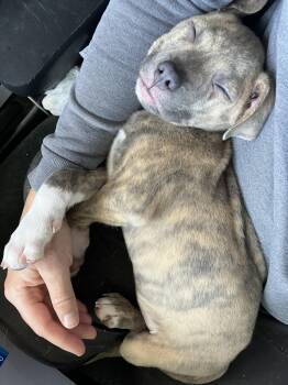 Staffordshire Bull Terrier and Australian Shepherd Dogs Available for Adoption in Davis, California - Zion | PetCurious