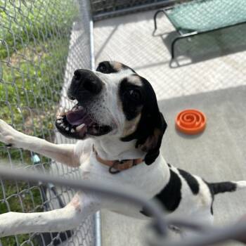 Kira -  Treeing Walker Coonhound Dog for Adoption in Uniontown, Pennsylvania - Kira | PetCurious