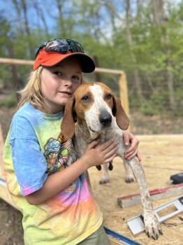 English Coonhound Dogs Available for Adoption in Honey Brook, Pennsylvania - Meadow | PetCurious
