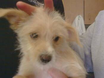 PINK COLLAR -  Cairn Terrier and Mixed Breed Dog for Adoption in Sacramento, California - PINK COLLAR | PetCurious