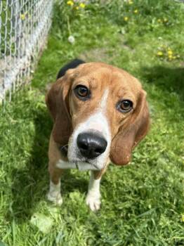 Justice -  Beagle Dog for Adoption in Neillsville, Wisconsin - Justice | PetCurious
