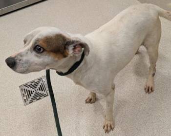 Mixed Breed Dogs Available for Adoption in Honolulu, Hawaii - Chauncey | PetCurious