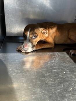 Rescue Terrier and Mixed Breed Dogs for Adoption in Fort Worth, Texas - 59703884 | PetCurious