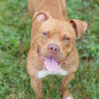 Miss Piggy -  American Staffordshire Terrier and Mixed Breed Dog for Adoption in Wilmington, Delaware - Miss Piggy | PetCurious