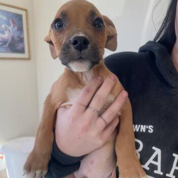 Lusca -  American Bulldog and English Bulldog Dog for Adoption in Incline Village, Nevada - Lusca | PetCurious